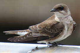 Brown-chested Martin