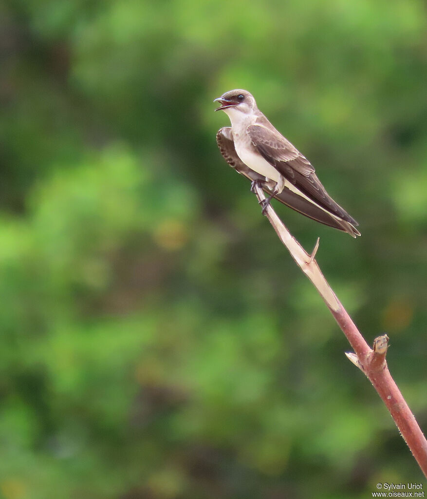 Brown-chested Martinadult