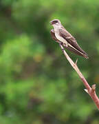 Brown-chested Martin