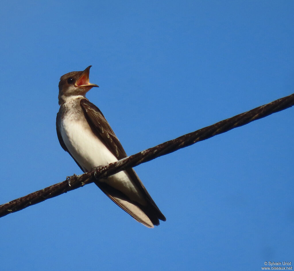 Brown-chested Martinadult