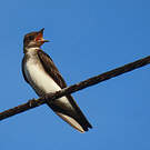 Hirondelle tapère