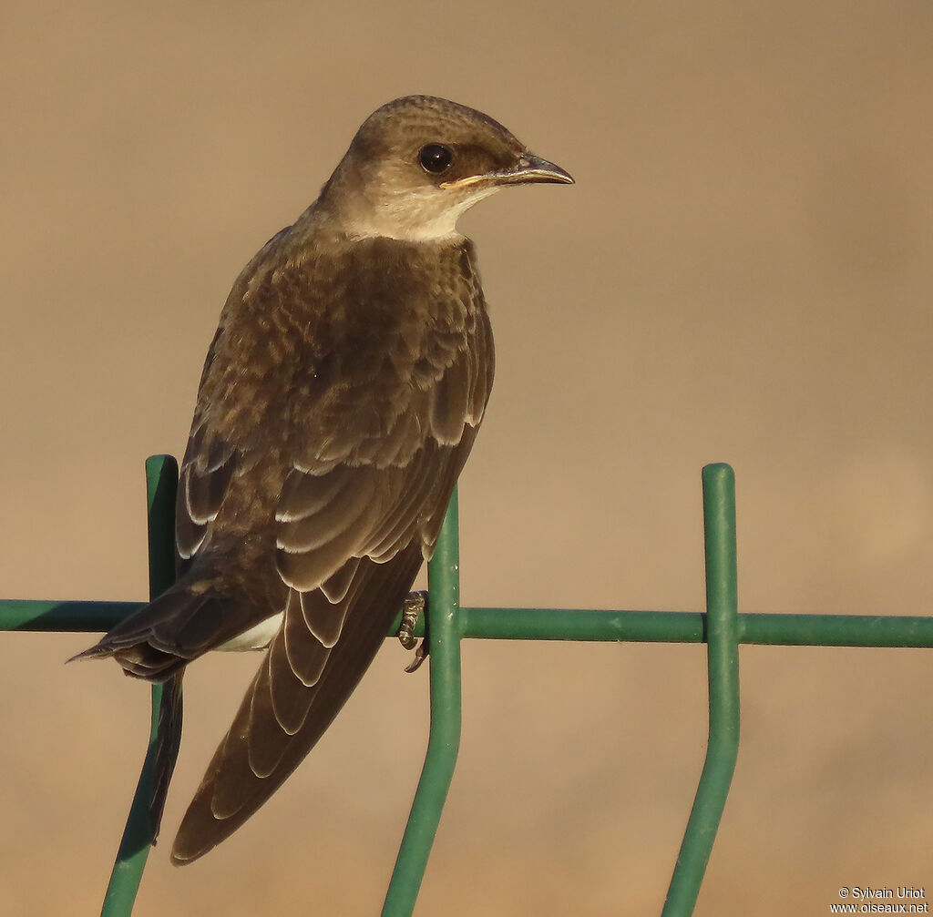 Brown-chested Martin