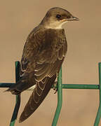 Brown-chested Martin