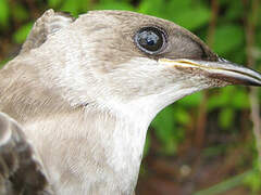 Brown-chested Martin