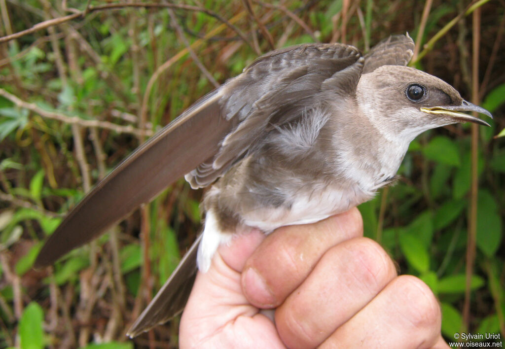 Brown-chested Martinadult