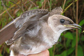 Brown-chested Martin