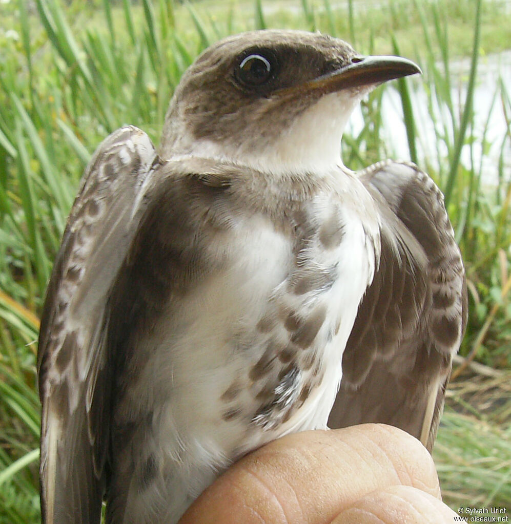 Brown-chested Martinadult