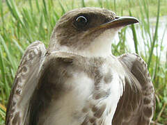 Brown-chested Martin