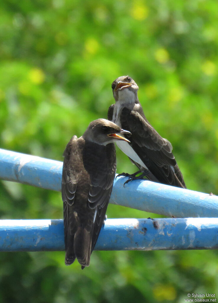 Brown-chested Martin