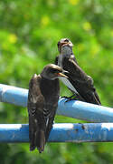 Brown-chested Martin