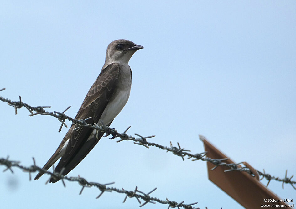 Brown-chested Martinadult