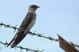 Brown-chested Martin