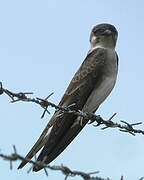 Brown-chested Martin