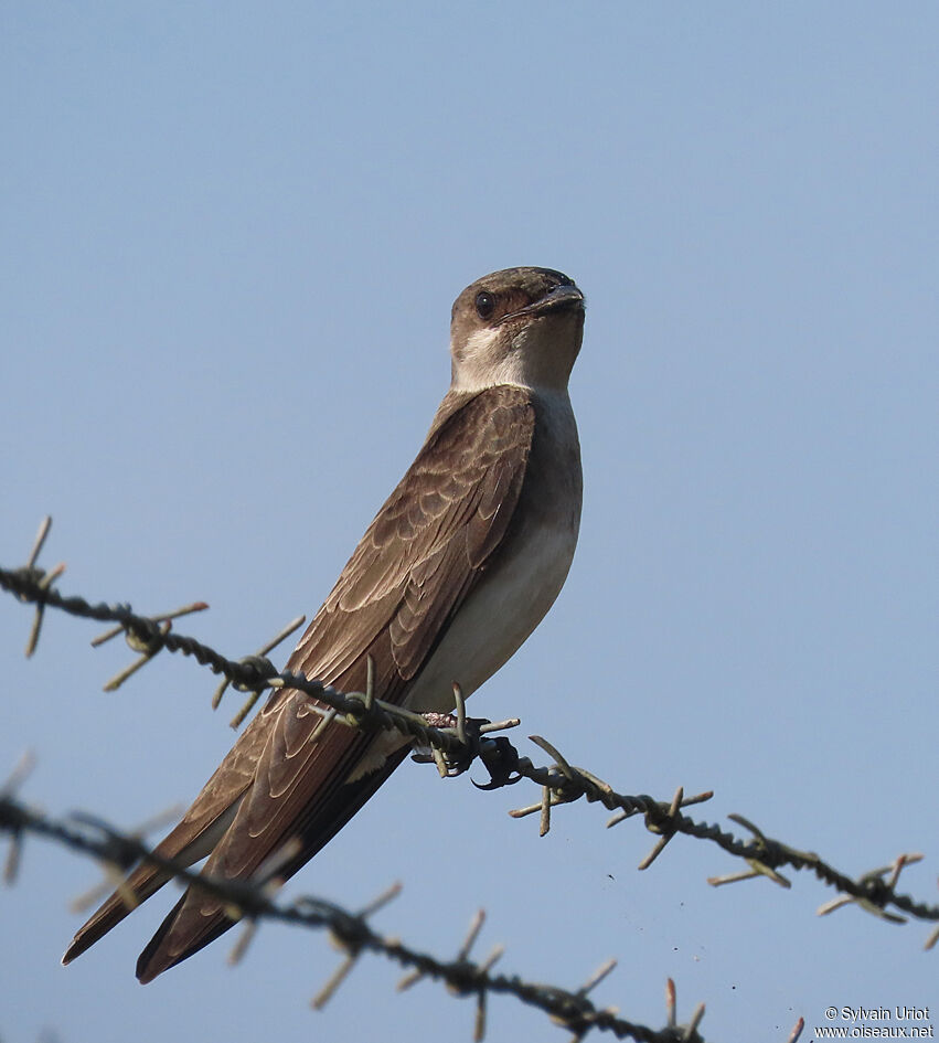 Brown-chested Martinadult