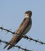 Brown-chested Martin