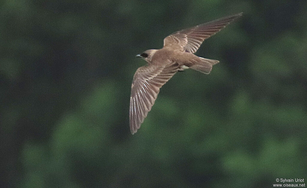 Brown-chested Martinadult