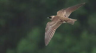 Brown-chested Martin