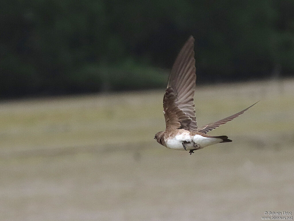 Brown-chested Martinadult