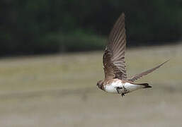 Brown-chested Martin