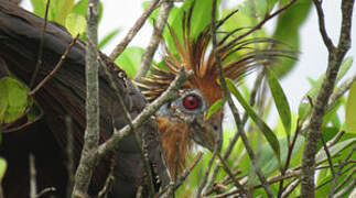 Hoatzin