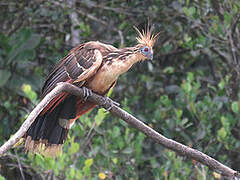 Hoatzin