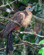 Hoatzin