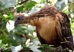 Hoatzin