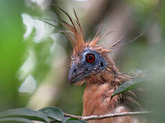 Hoatzin