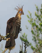 Hoatzin