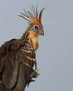 Hoatzin