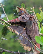 Hoatzin