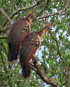 Hoatzin