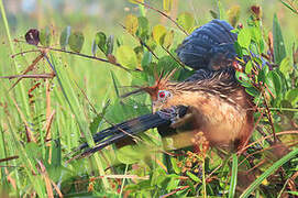 Hoatzin