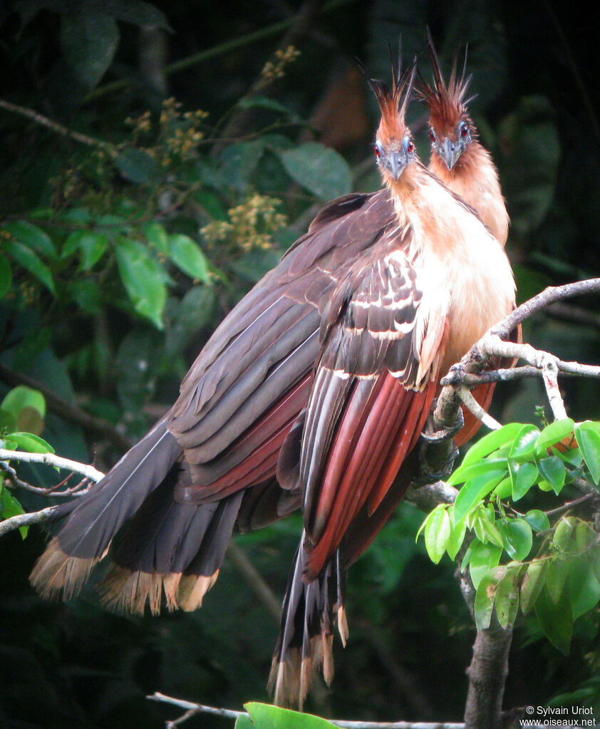 Hoatzin