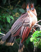 Hoatzin