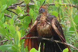 Hoatzin