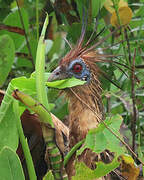 Hoatzin