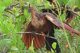 Hoatzin