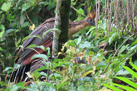Hoatzin