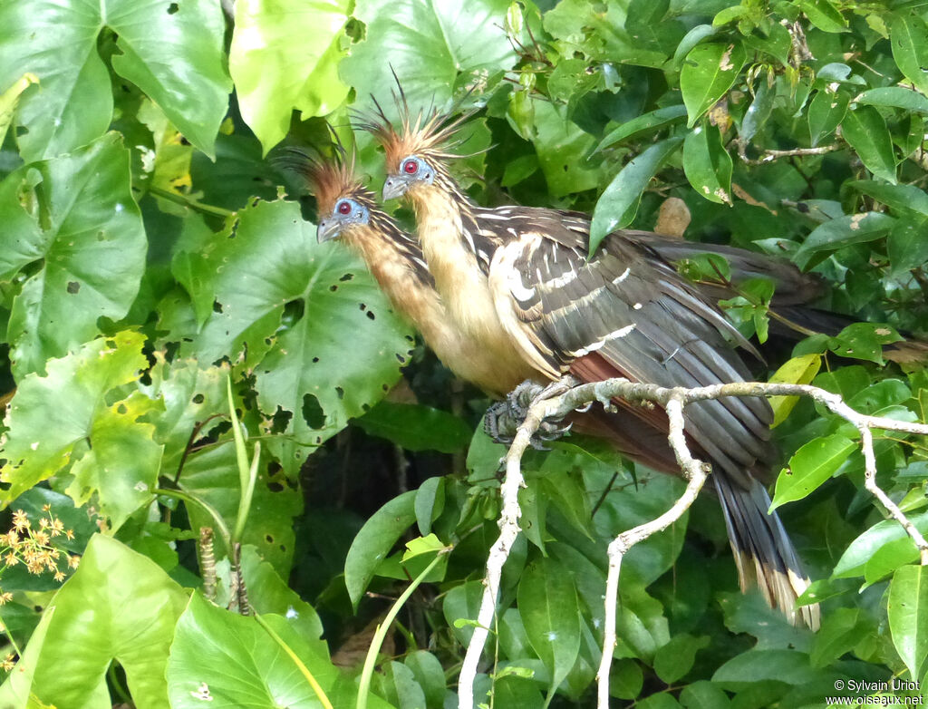 Hoatzin