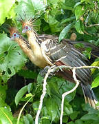 Hoatzin