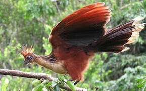 Hoatzin