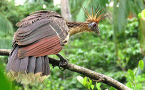 Hoatzin