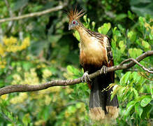 Hoatzin