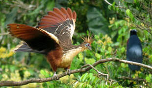 Hoatzin