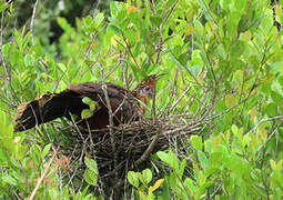 Hoatzin