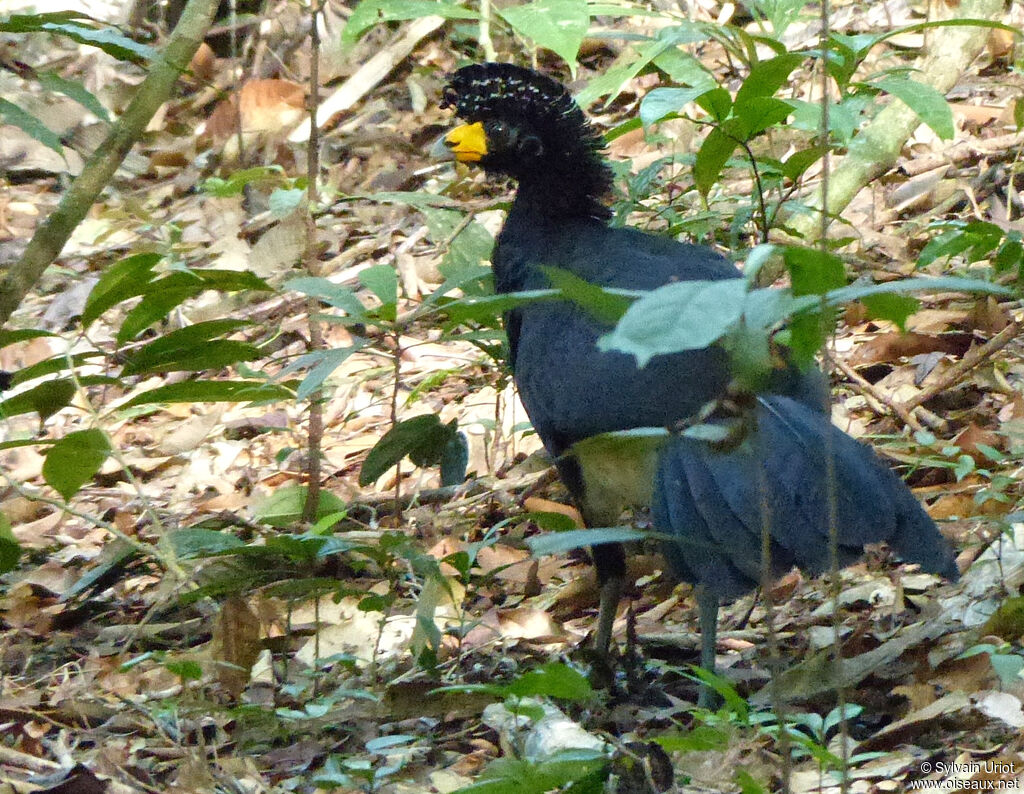 Black Curassow female adult, close-up portrait