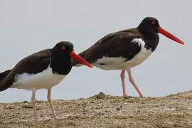 American Oystercatcher