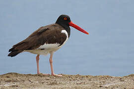 American Oystercatcher