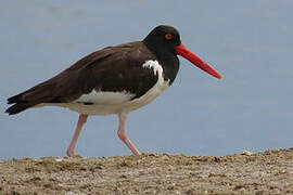 American Oystercatcher